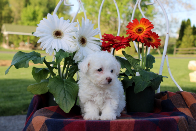 puppy, for, sale, Toy Poodle, Matthew B. Stoltzfus, dog, breeder, Gap, PA, dog-breeder, puppy-for-sale, forsale, nearby, find, puppyfind, locator, puppylocator, aca